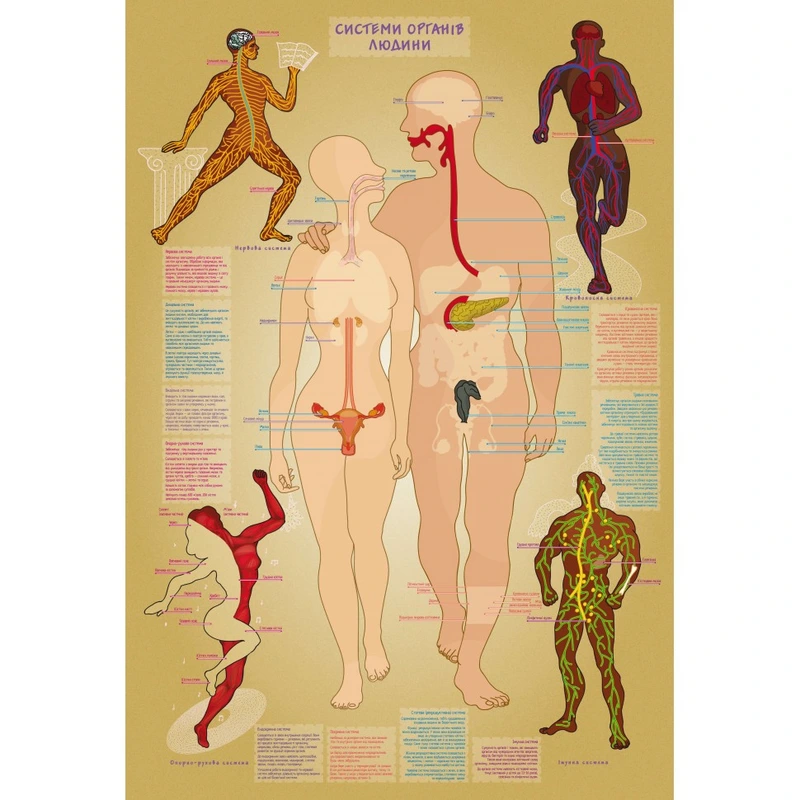 Дитяча навчальна гра з багаторазовими наклейками "Тіло людини" KP-004y укр. мовою