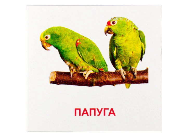Розвиваючі картки "Птахи" (110х110 мм) 72753 укр. /англ. мовою